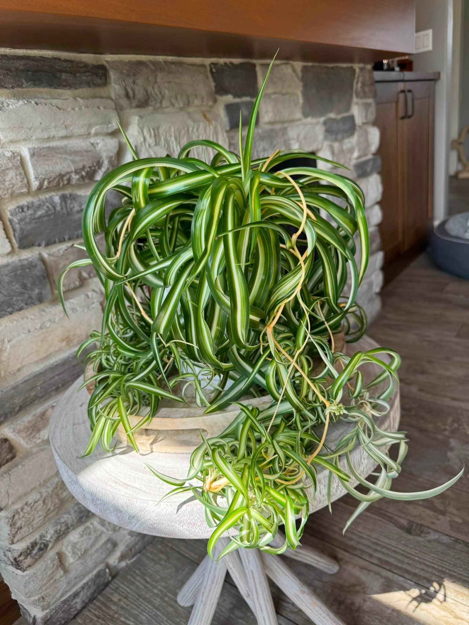 Some new fun! This plant is a beloved favorite and is bursting with new growth. I've decided to share its beauty by starting new starts!! If you're a plant lover living nearby, I'm eager to share with you when they're ready.