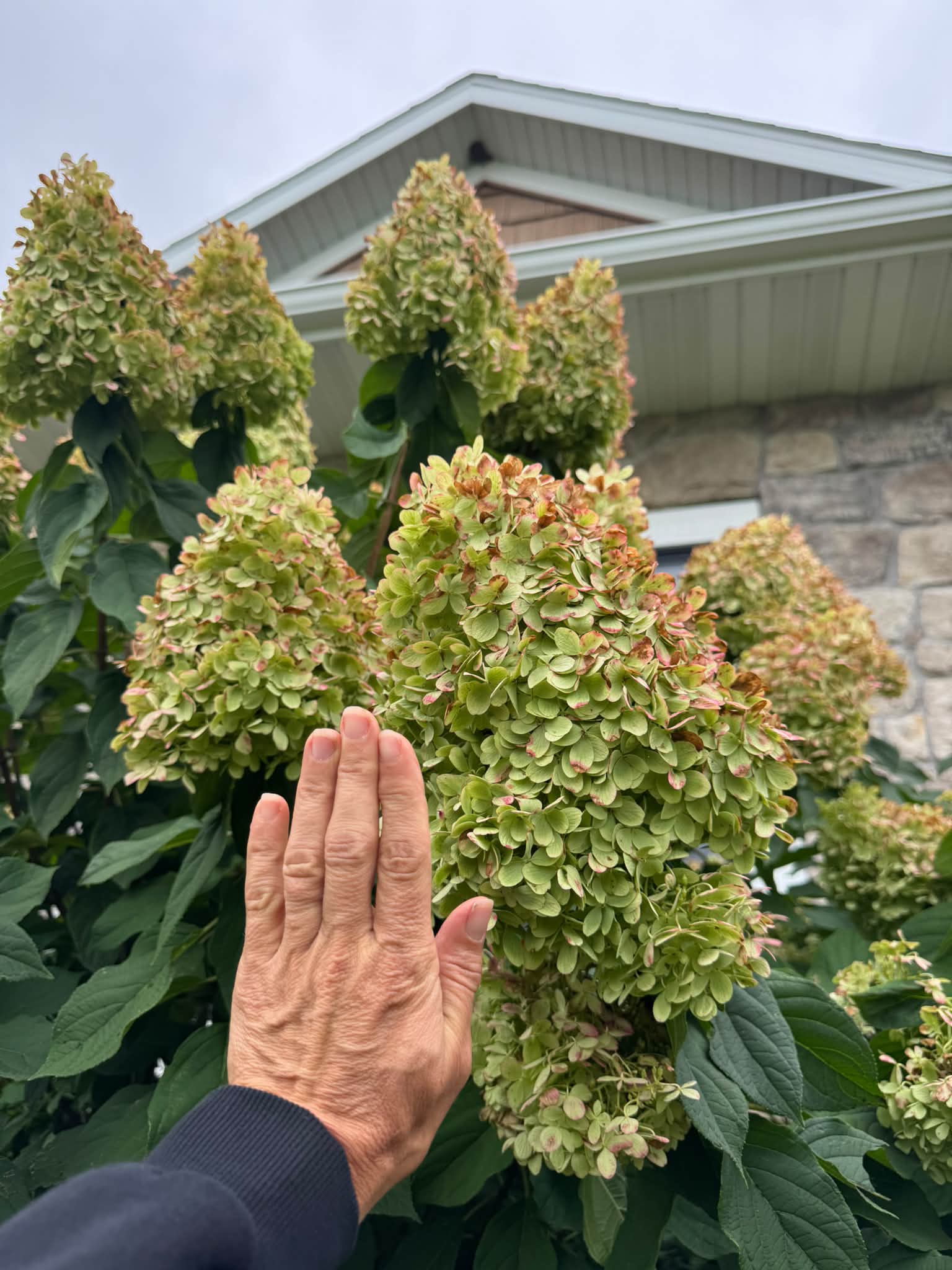 My hydrangeas are huge again this year!